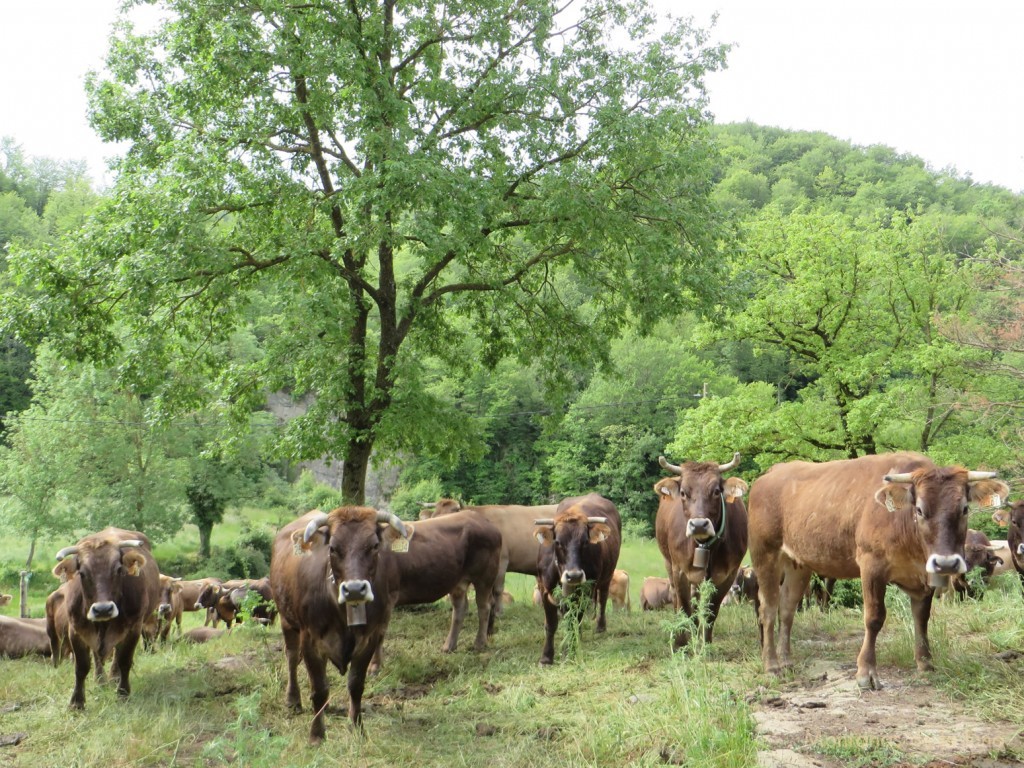 Vacas entre El Güel y El Prat de La Vola